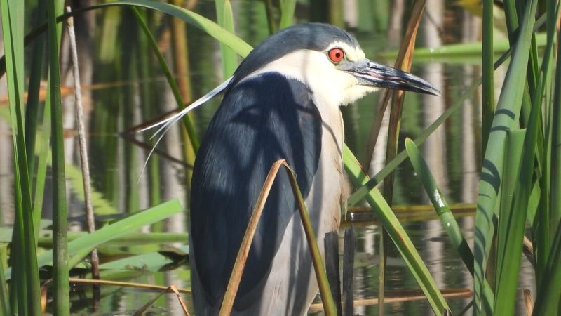 Nitticora Sila ph G.Congi e1755344074654 f96e658f - In Sila Grande scoperte due eccezionali nidificazioni: l’Aquila reale e la Nitticora - 1 In Sila Grande scoperte due eccezionali nidificazioni: l’Aquila reale e la Nitticora