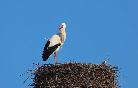 Cicogna LIPU ph Maria Corrado ed Ernesto Napolitano 6 a fbd3d8d4 - Meraviglie di Calabria - 1