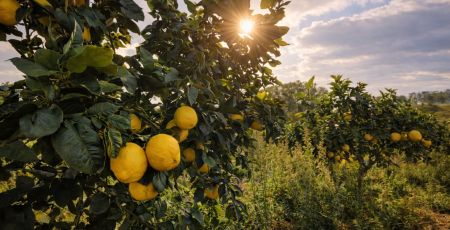 bergamotto fb02323d - Meraviglie di Calabria - 9