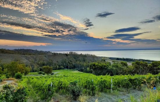 bivongi doc Casa Ponziana Azienda agricola biologica 5 fb693b11 - Meraviglie di Calabria - 1