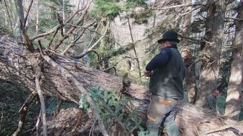 pita alessandria del carretto fbf8256e - Non è un semplice albero. È "La Pita" di Alessandria del Carretto - 1 Non è un semplice albero. È “La Pita” di Alessandria del Carretto