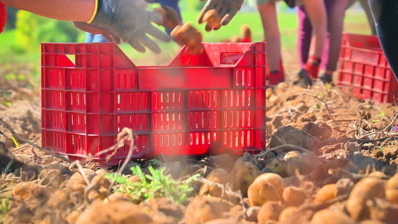 Campo patate 2 fcc0ef2c - Patata della Sila IGP, al Tg1 mattina l'eccellenza che fa numeri - 1 Patata della Sila IGP, al Tg1 mattina l’eccellenza che fa numeri