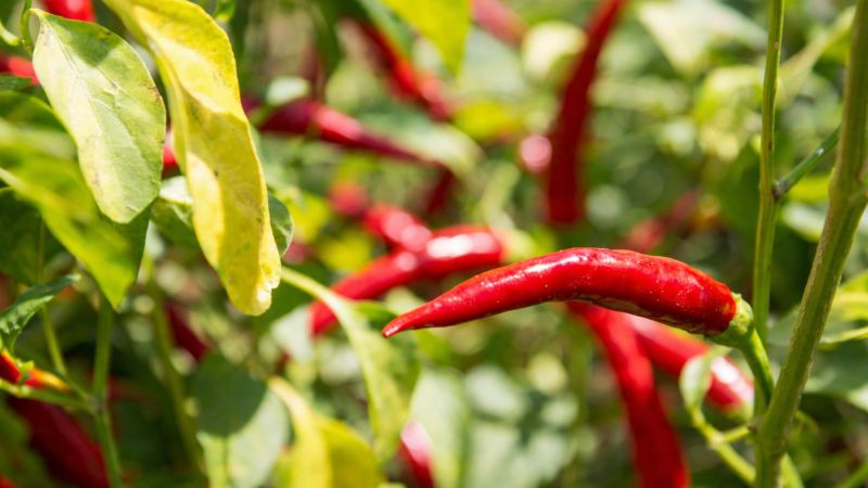 Peperoncino 1 fce15768 - Il Peperoncino di Calabria verso il riconoscimento dell'Unione Europea - 1 Il Peperoncino di Calabria verso il riconoscimento dell’Unione Europea