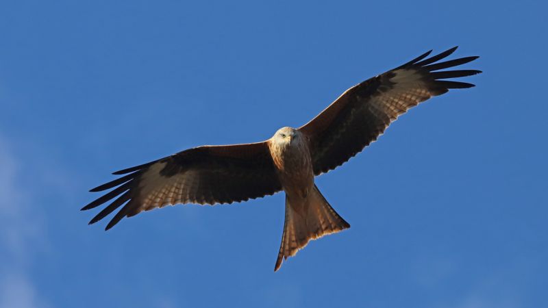 Nibbio reale oggi4 fd913358 - Parco Nazionale dell'Aspromonte, dove torna a volare il nibbio reale - 1 Parco Nazionale dell’Aspromonte, dove torna a volare il nibbio reale