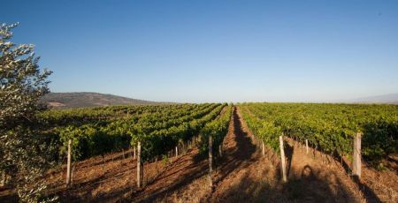 vigneto saracena fd8ef5d3 - Meraviglie di Calabria - 23