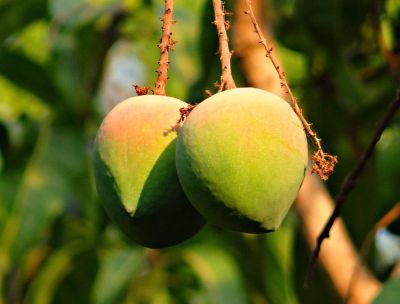 Made in Calabria, la straordinaria frutta tropicale di Catona