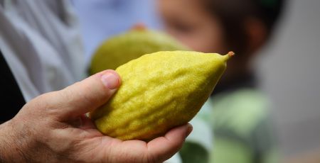 cedro foto mano 1 fe12c3fd - Meraviglie di Calabria - 29