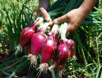 Cipolla Rossa di Tropea Calabria Igp, «una storia di successo»