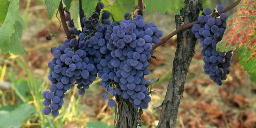 grappoli di Greco Nero 2 1024x512 1 - Meraviglie di Calabria - 10