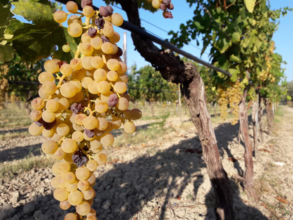 Vitigno Greco di Bianco - Meraviglie di Calabria - 12