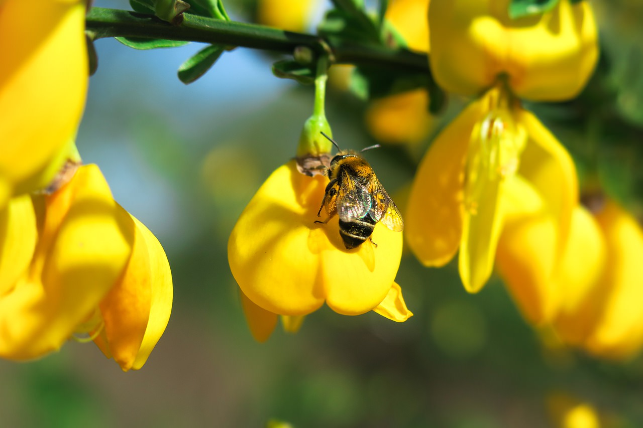 Tessitura della ginestra, dai corredi contadini ai progetti di sostenibilità