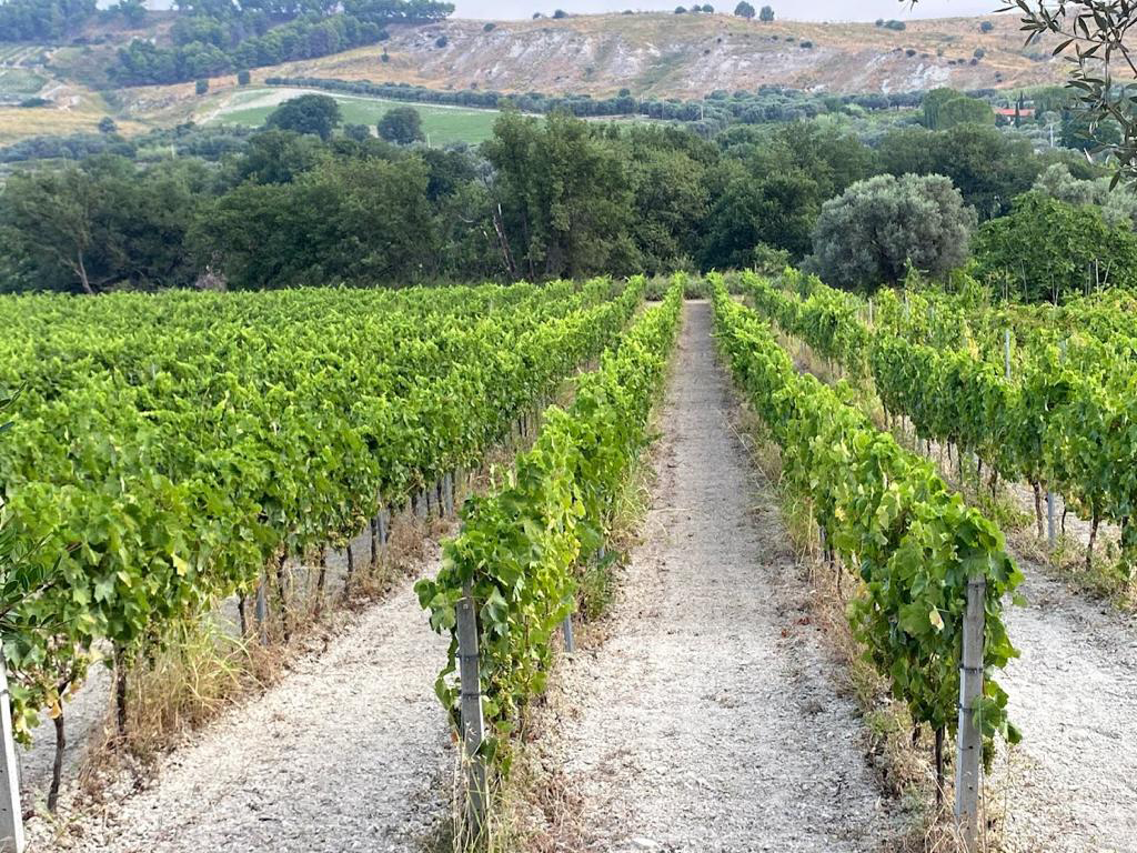 VINI REGGINI 3 - La strada dei vini reggini è tracciata - 3 VINI REGGINI 3 - Meraviglie di Calabria - 2