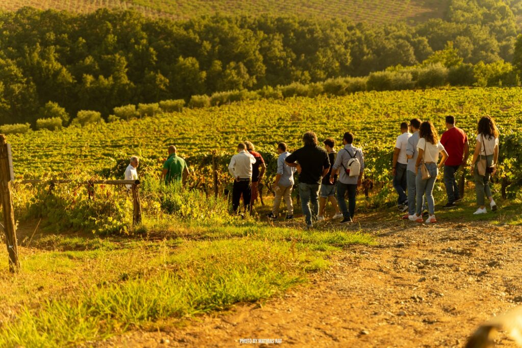 305576420 545067047422689 6648080673743298462 n - Racconti di calici e tradizione: viaggio nel cuore del vino delle Terre di Cosenza - 7 305576420 545067047422689 6648080673743298462 n - Meraviglie di Calabria - 6