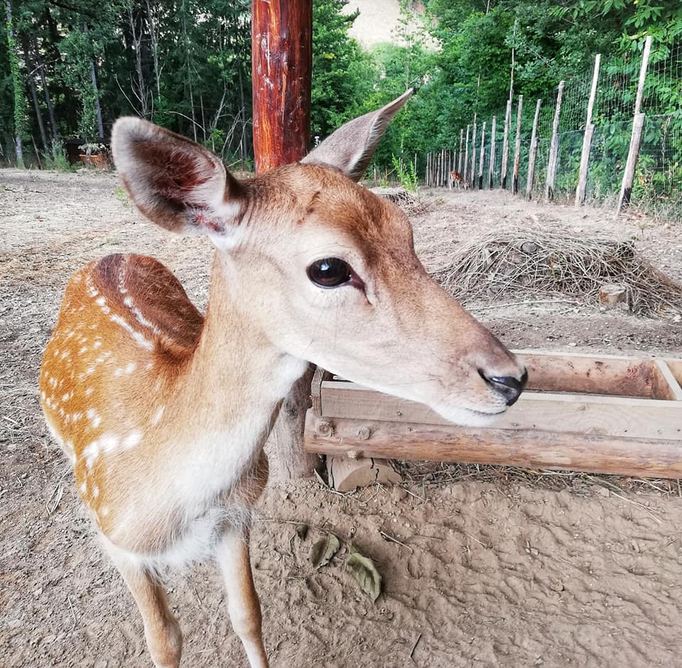 Rogliano daini tenuta Bocchineri 2 - Meraviglie di Calabria - 4