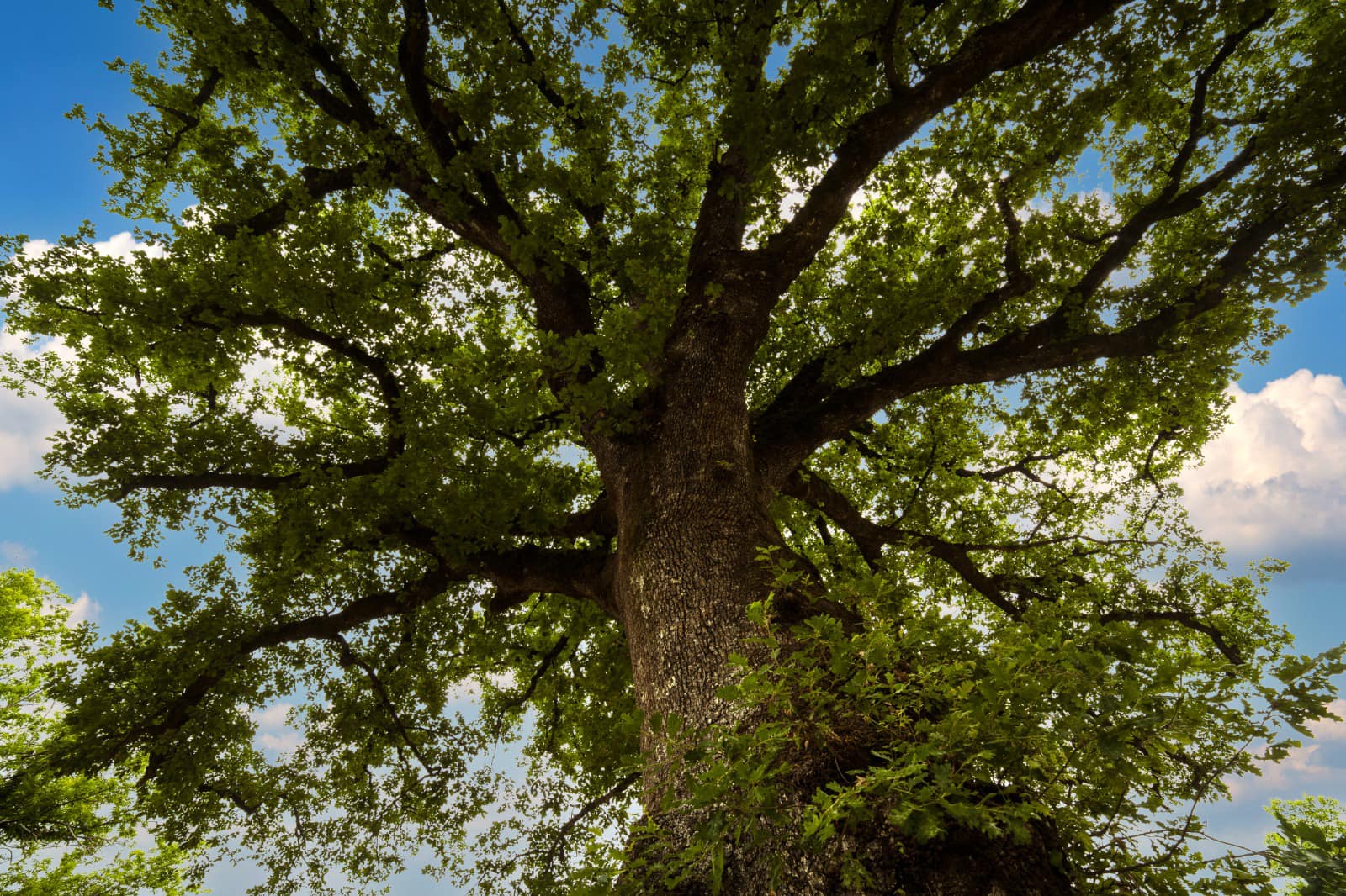 Rogliano quercia secolare tenuta Bocchineri - Meraviglie di Calabria - 6