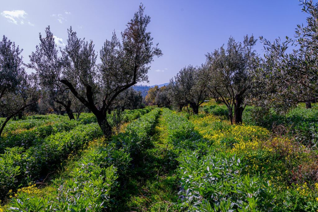 fave migliarese 12 - Sul trattore ero il più felice del mondo - 13 fave migliarese 12 - Meraviglie di Calabria - 12