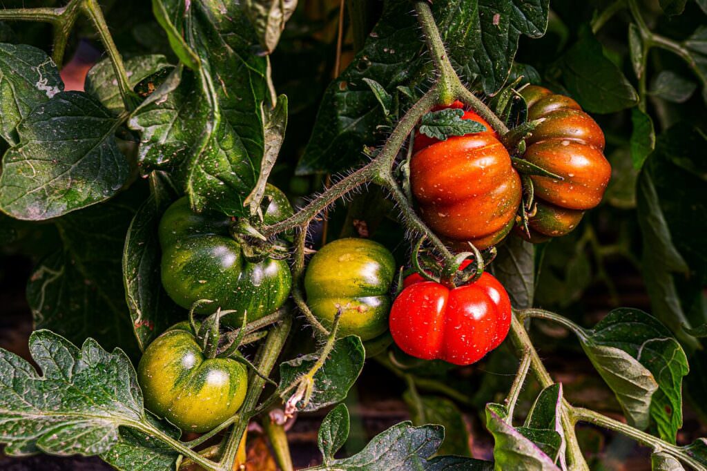 pomodori migliarese 13 - Sul trattore ero il più felice del mondo - 11 pomodori migliarese 13 - Meraviglie di Calabria - 10