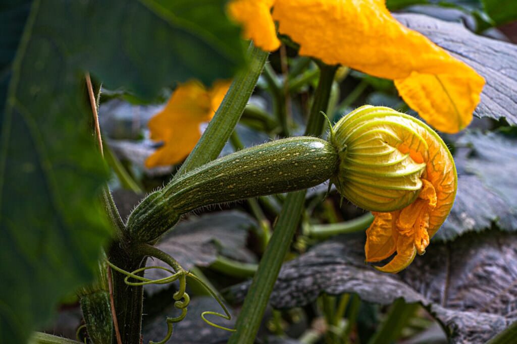 zucchine migliarese 19 - Sul trattore ero il più felice del mondo - 7 zucchine migliarese 19 - Meraviglie di Calabria - 6