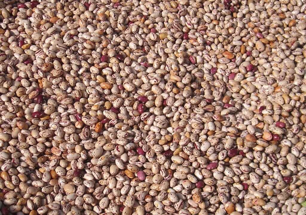 MISCELA DI FAGIOLI TIPO BORLOTTO - Giornata biodiversità. In Calabria più di 100 ecotipi di legumi - 3 MISCELA DI FAGIOLI TIPO BORLOTTO - Meraviglie di Calabria - 2