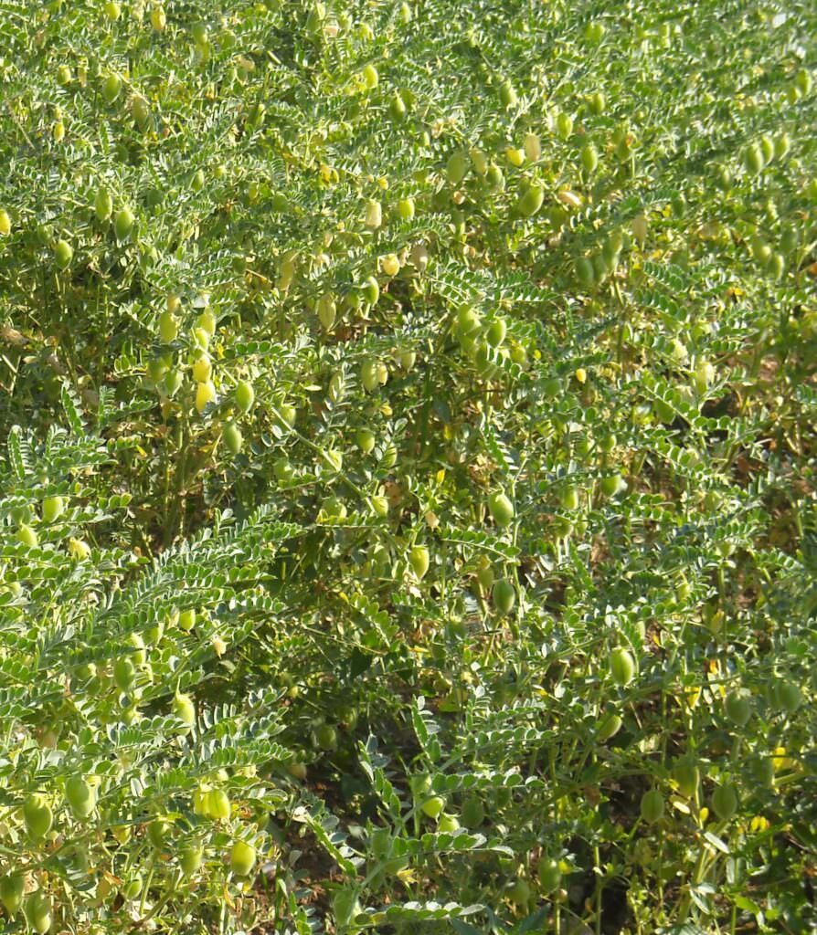 Particolare di piante di Cece Nostrano prossime alla maturazione - Giornata biodiversità. In Calabria più di 100 ecotipi di legumi - 5 Particolare di piante di Cece Nostrano prossime alla maturazione - Meraviglie di Calabria - 4