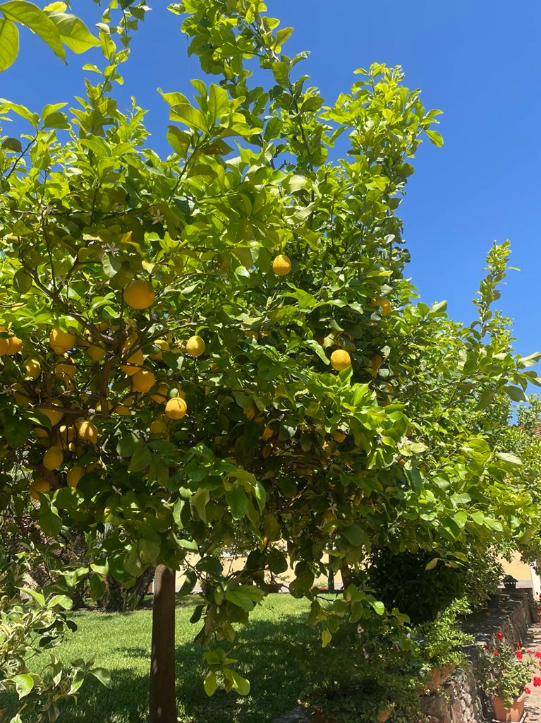 lemon - Statti, un'impresa da favola - 3 lemon - Meraviglie di Calabria - 2