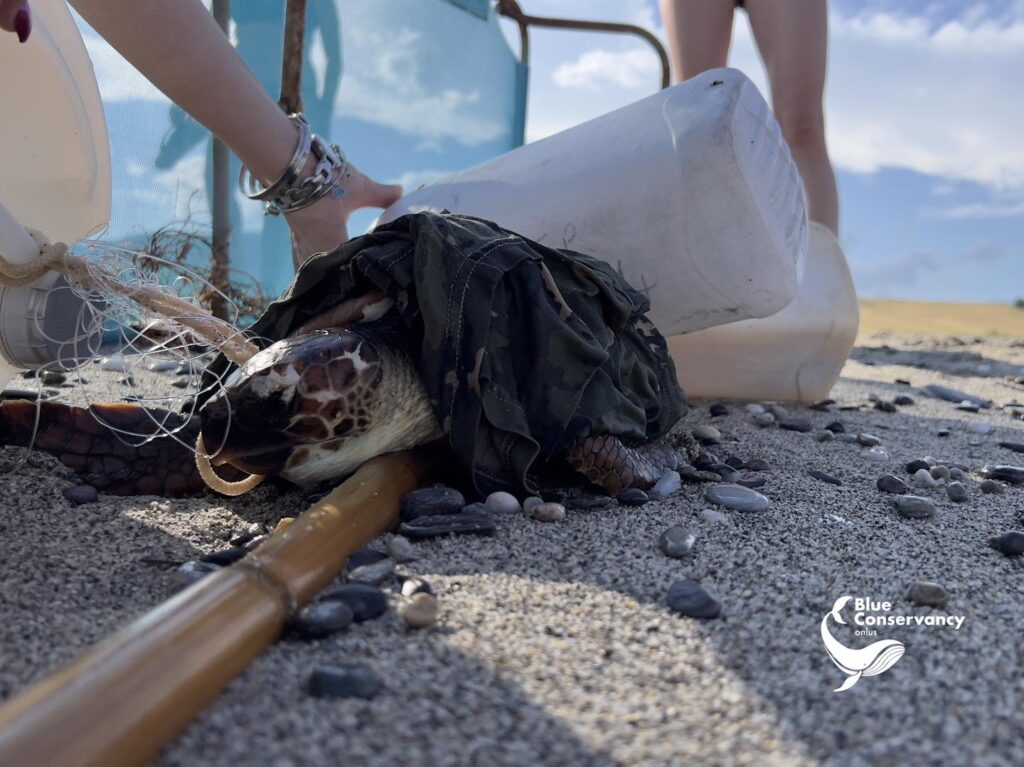 354467139 637563798398582 8762936305677302960 n 1 1 - Gaia, la tartaruga marina soccorsa a Brancaleone da Blue Conservancy - 13 354467139 637563798398582 8762936305677302960 n 1 1 - Meraviglie di Calabria - 12
