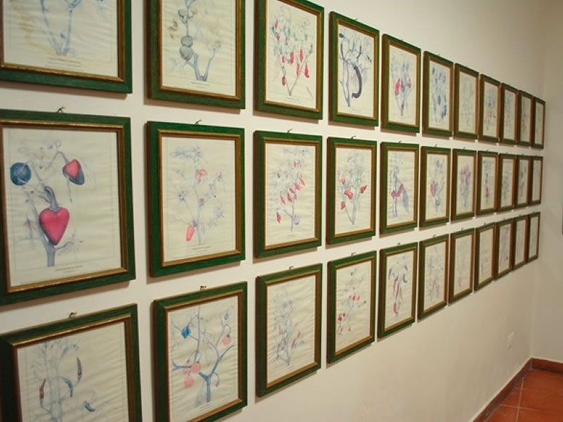 4 3 - Il Museo del peperoncino di Maierà è un unicum nel panorama museale - 5 4 3 - Meraviglie di Calabria - 4
