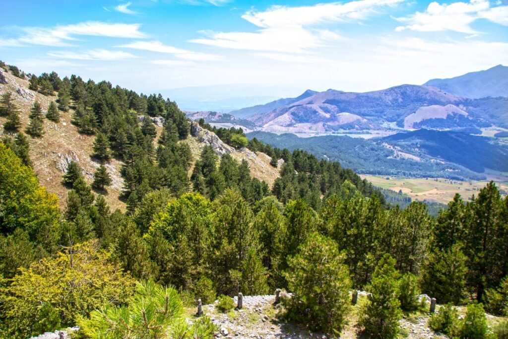 5 1 - Pino Loricato. Storia di resilienza della natura in Calabria - 11 5 1 - Meraviglie di Calabria - 10