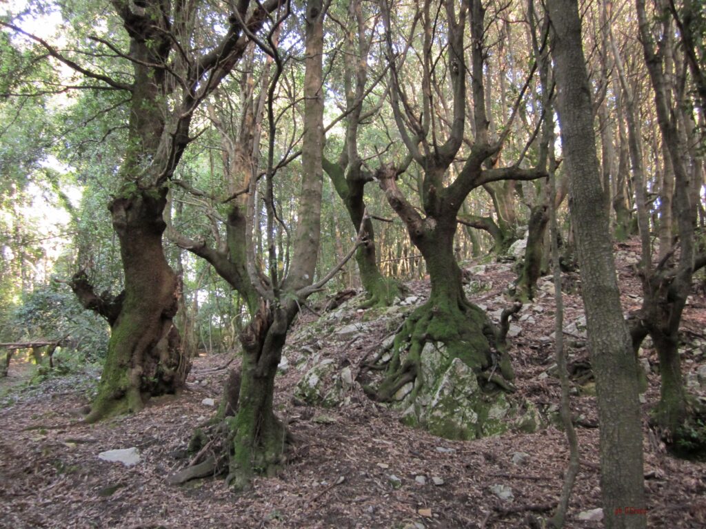 Foto del Comune di Buonvicino 5 - A Buonvicino tra le montagne verdi del Pollino - 13 Foto del Comune di Buonvicino 5 - Meraviglie di Calabria - 12