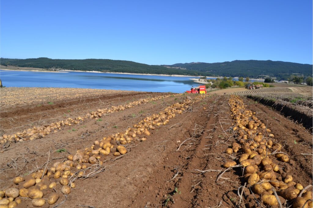 Patate baciate dal sole in riva al lago - Meraviglie di Calabria - 4