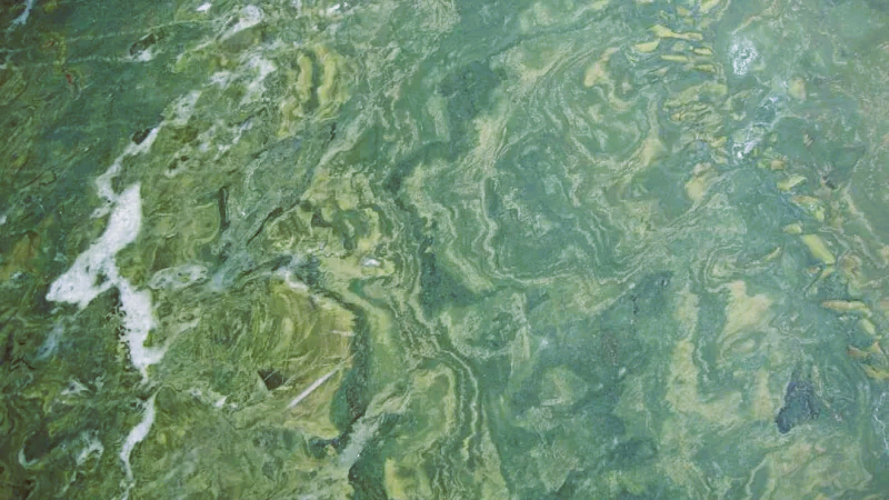 Pietra verde reventino - La pietra verde del Reventino, un pezzo delle Alpi in Calabria - 3 Pietra verde reventino - Meraviglie di Calabria - 2