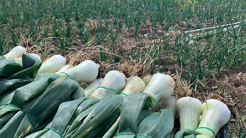 cipolla bianca castrovillari - La cipolla bianca di Castrovillari è un nuovo Presidio Slow Food - 10 cipolla bianca castrovillari - Meraviglie di Calabria - 9