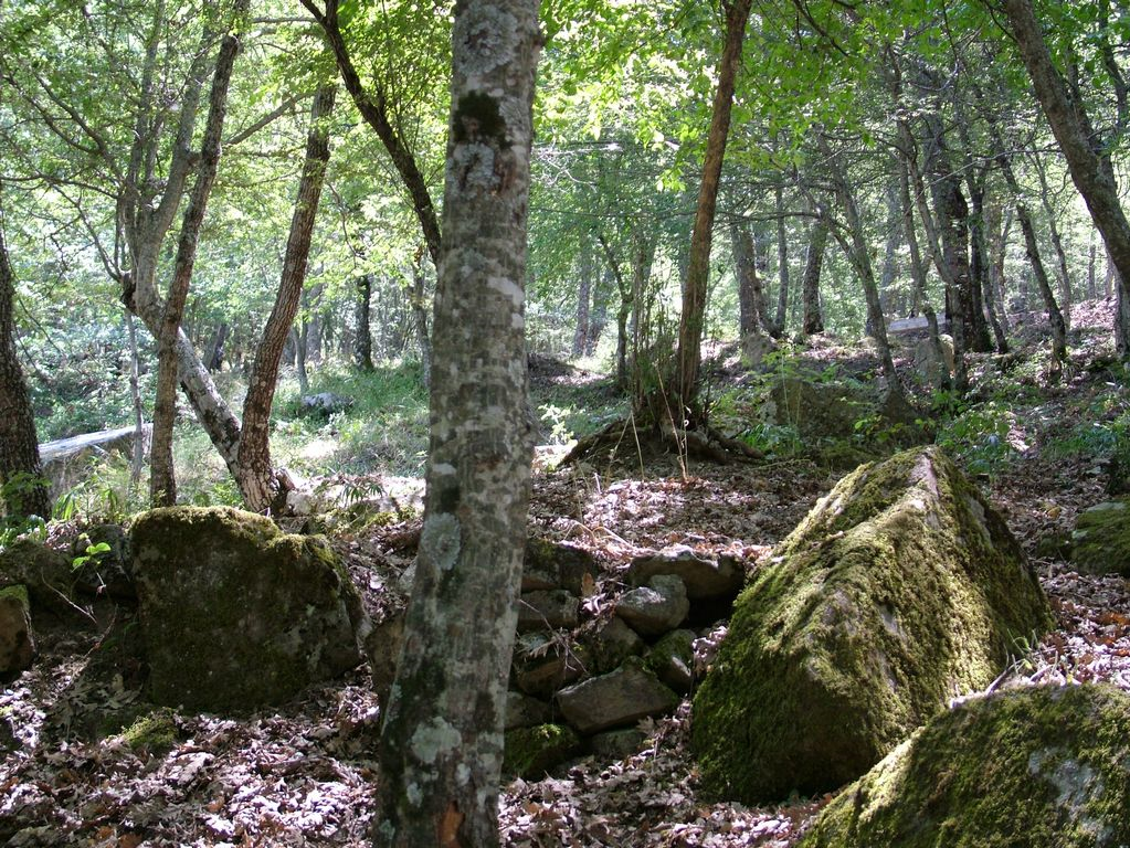 Il mistero dei megaliti nel bosco di Castroregio