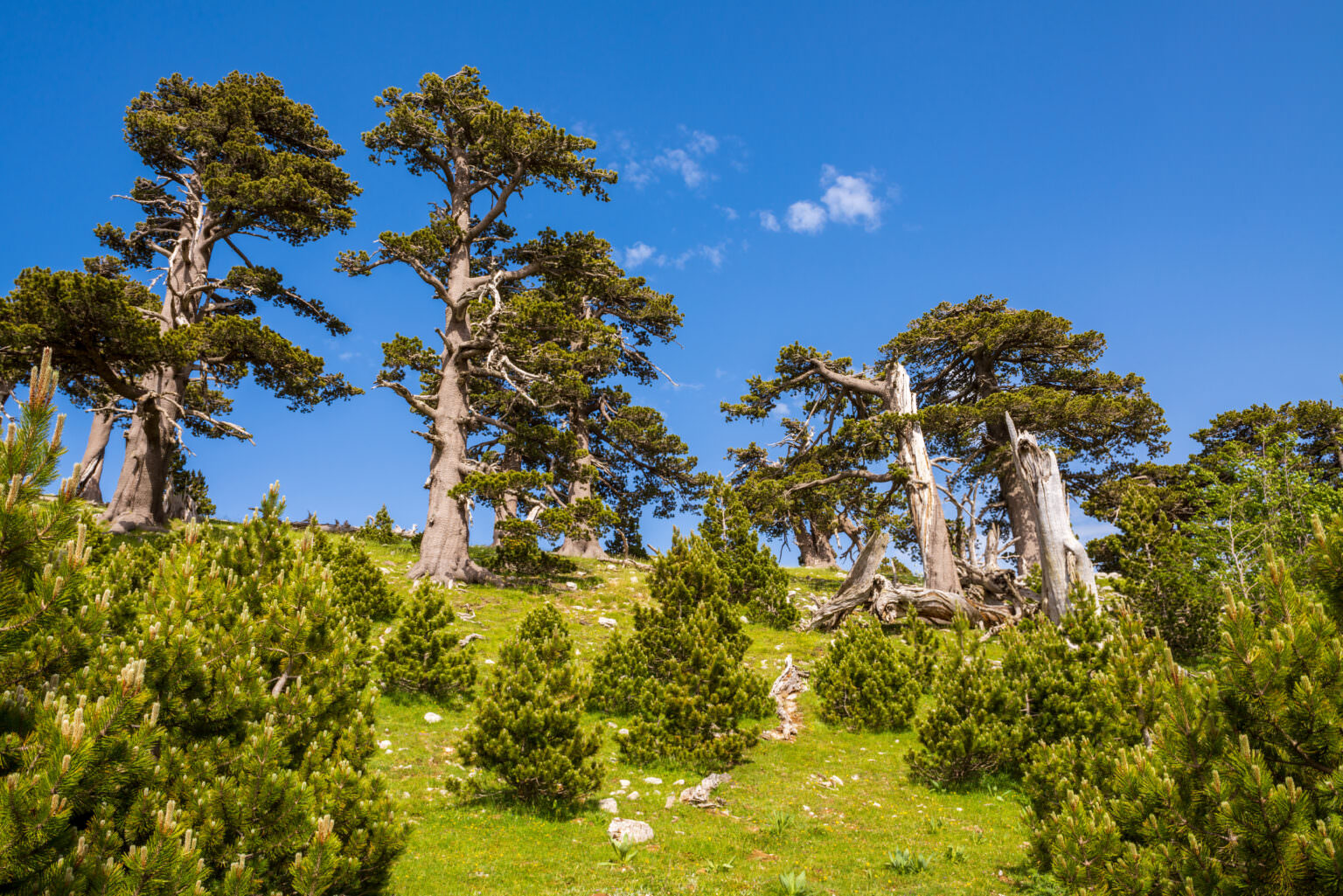 Pino Loricato. Storia di resilienza della natura in Calabria