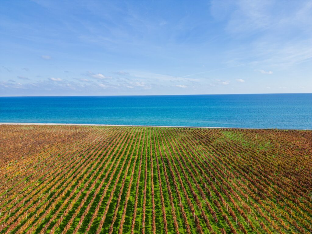 350498819 6261046463988746 1687298108726826590 n 1 - Cresce l'attesa per il Cirò wine Festival - 5 350498819 6261046463988746 1687298108726826590 n 1 - Meraviglie di Calabria - 4