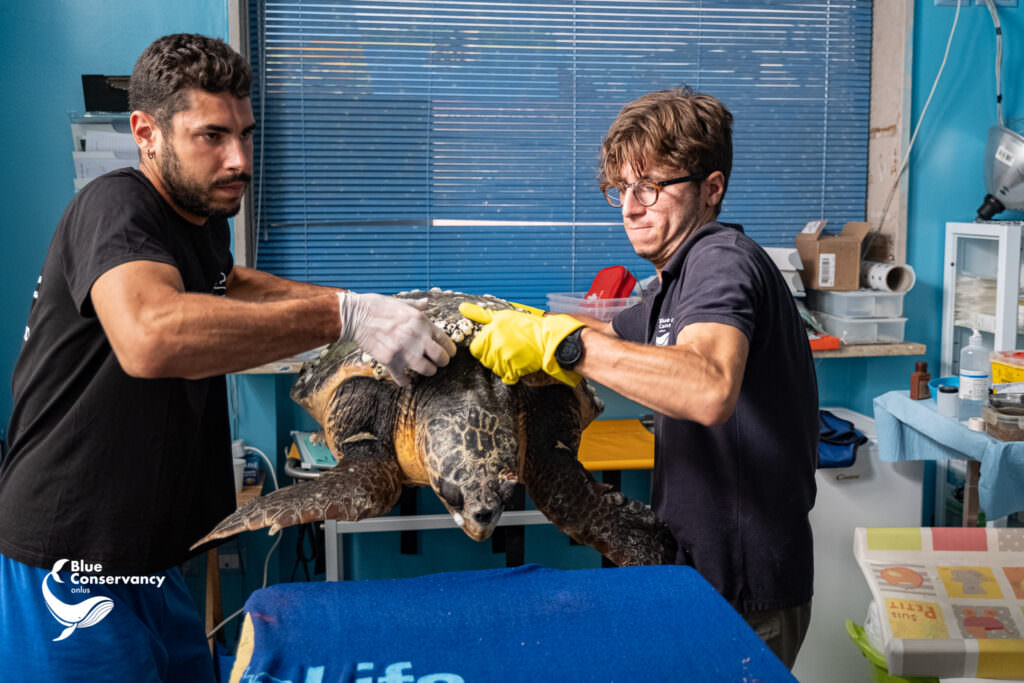 359502572 651284973693131 173121227257264740 n - «Ferry», la tartaruga marina soccorsa a Ferruzzano da Blue Conservancy - 9 359502572 651284973693131 173121227257264740 n - Meraviglie di Calabria - 8