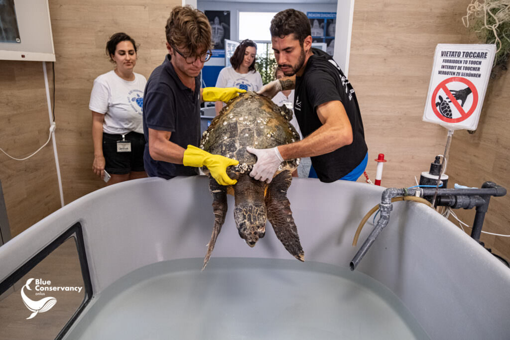 359711400 651285160359779 7688672077354068628 n - «Ferry», la tartaruga marina soccorsa a Ferruzzano da Blue Conservancy - 17 359711400 651285160359779 7688672077354068628 n - Meraviglie di Calabria - 16