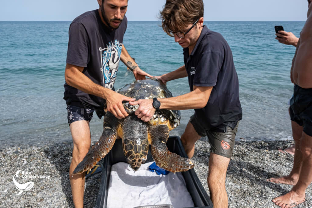 359805271 651284783693150 3872070126353210164 n - «Ferry», la tartaruga marina soccorsa a Ferruzzano da Blue Conservancy - 5 359805271 651284783693150 3872070126353210164 n - Meraviglie di Calabria - 4