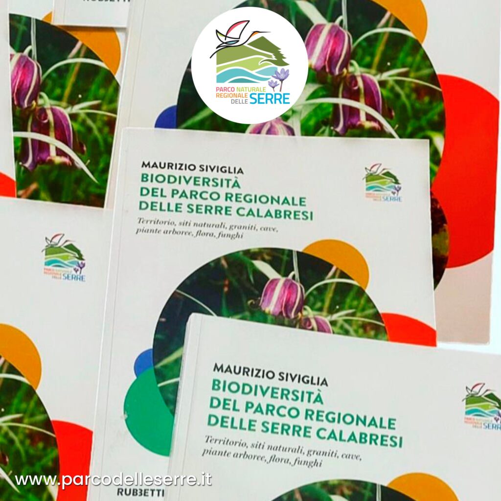 360108912 661452896015514 8997507301148177142 n - Meraviglie di Calabria - 49