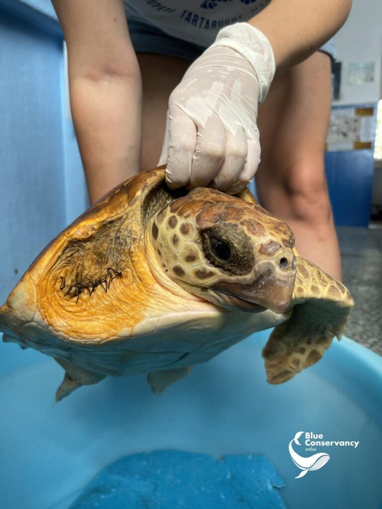 361636397 654988666656095 3338709929977496383 n 1 - «Nimes», la tartaruga costretta a nuotare in un mare di plastica - 5 361636397 654988666656095 3338709929977496383 n 1 - Meraviglie di Calabria - 4