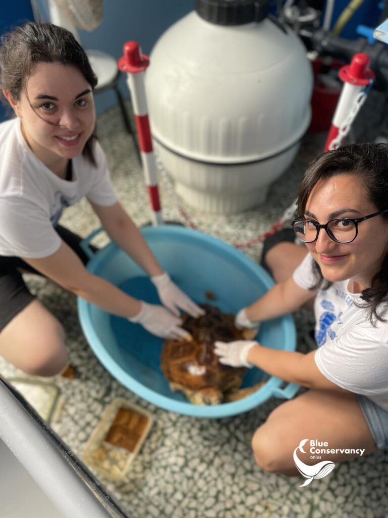 361640201 654988663322762 3751446741891838210 n - «Nimes», la tartaruga costretta a nuotare in un mare di plastica - 9 361640201 654988663322762 3751446741891838210 n - Meraviglie di Calabria - 8