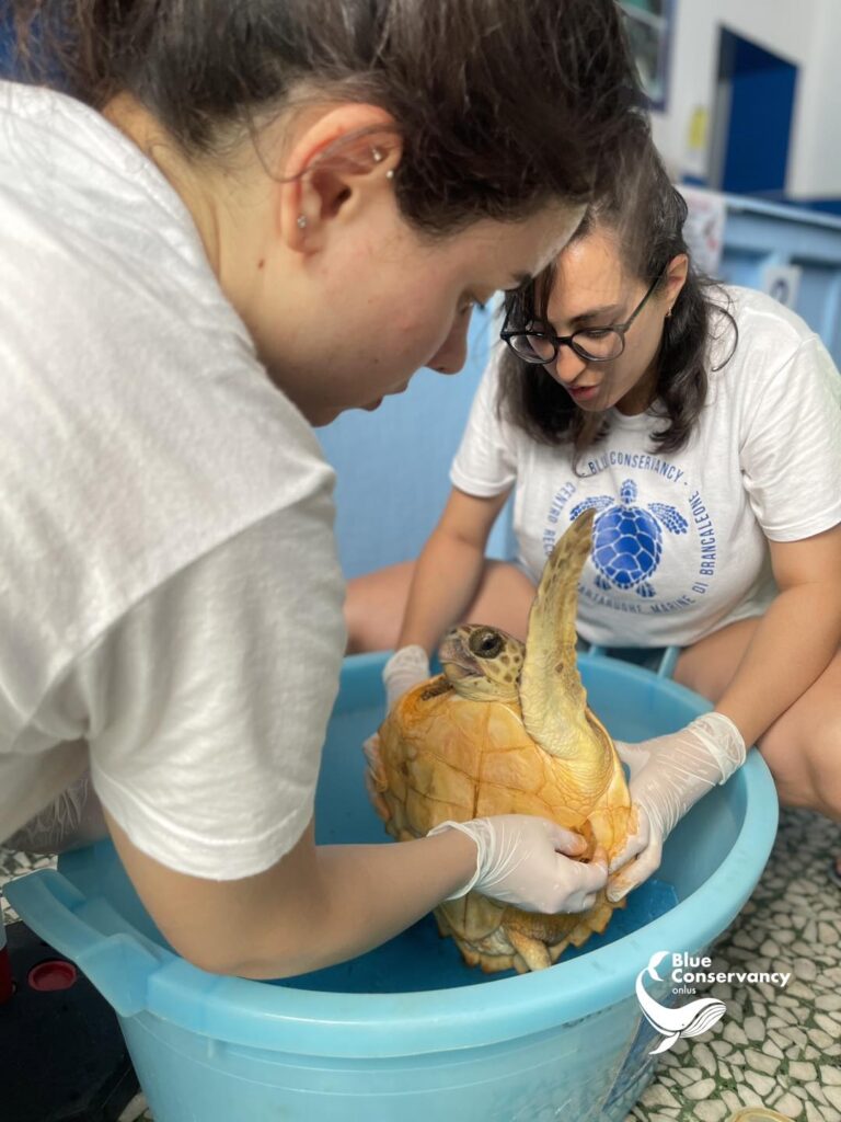 361907181 654988646656097 8051227978045577701 n 1 - «Nimes», la tartaruga costretta a nuotare in un mare di plastica - 3 361907181 654988646656097 8051227978045577701 n 1 - Meraviglie di Calabria - 2