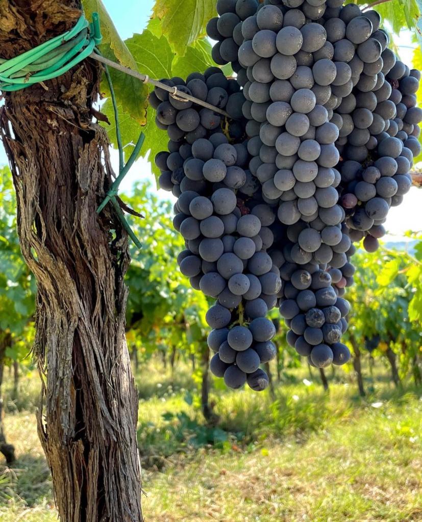 @collifiorentini 2 1 - Sangiovese: l'uva è figlia della Calabria - 3 @collifiorentini 2 1 - Meraviglie di Calabria - 2