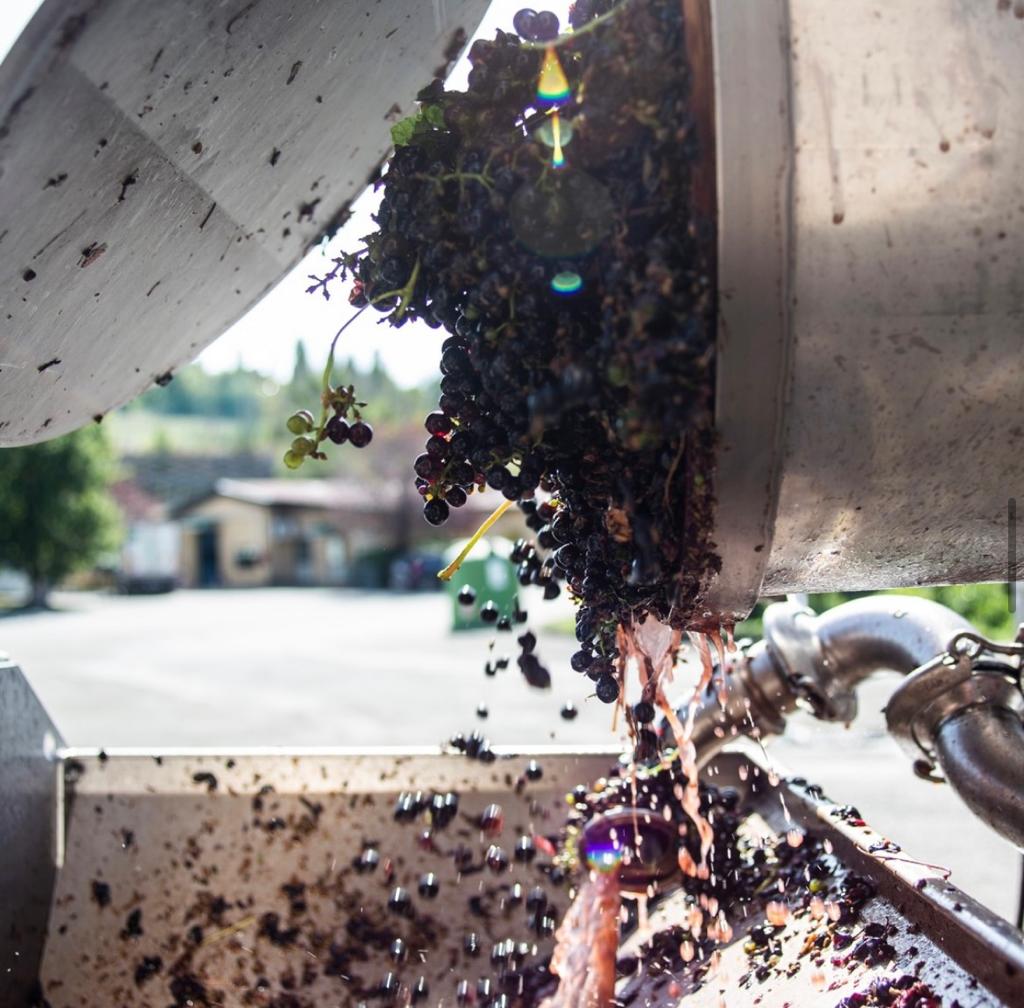 @consorziovinidiromagna 2 1 - Sangiovese: l'uva è figlia della Calabria - 9 @consorziovinidiromagna 2 1 - Meraviglie di Calabria - 8