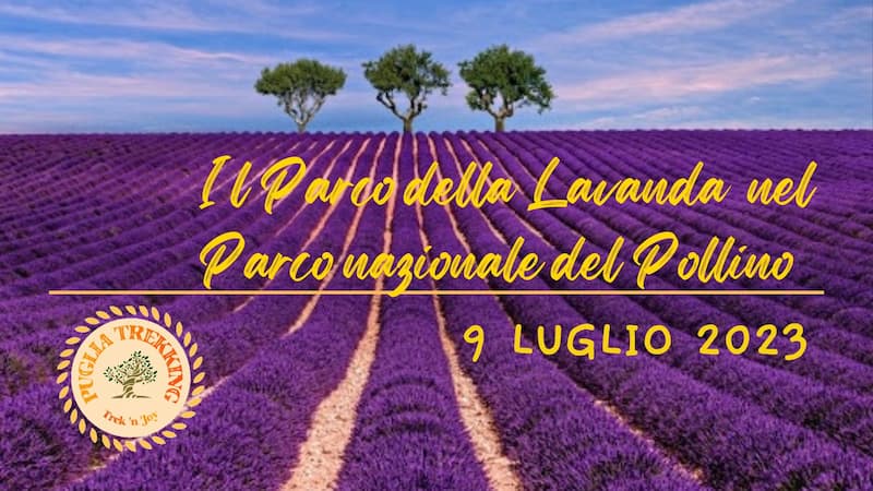 Il Parco della Lavanda 9 Luglio 2023 Campotenese locandina - Gli appuntamenti del weekend in Calabria - 21 Il Parco della Lavanda 9 Luglio 2023 Campotenese locandina - Meraviglie di Calabria - 20