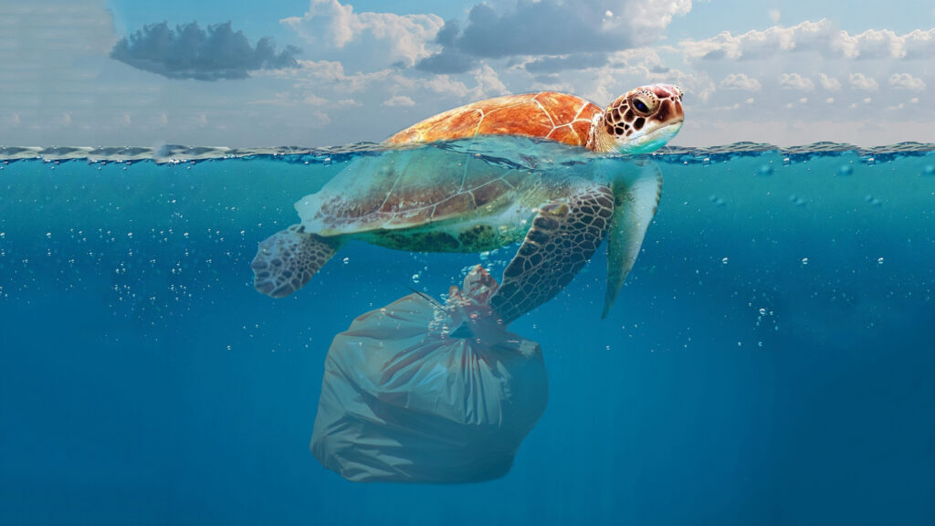 blog inquinamento plastica - «Nimes», la tartaruga costretta a nuotare in un mare di plastica - 15 blog inquinamento plastica - Meraviglie di Calabria - 14