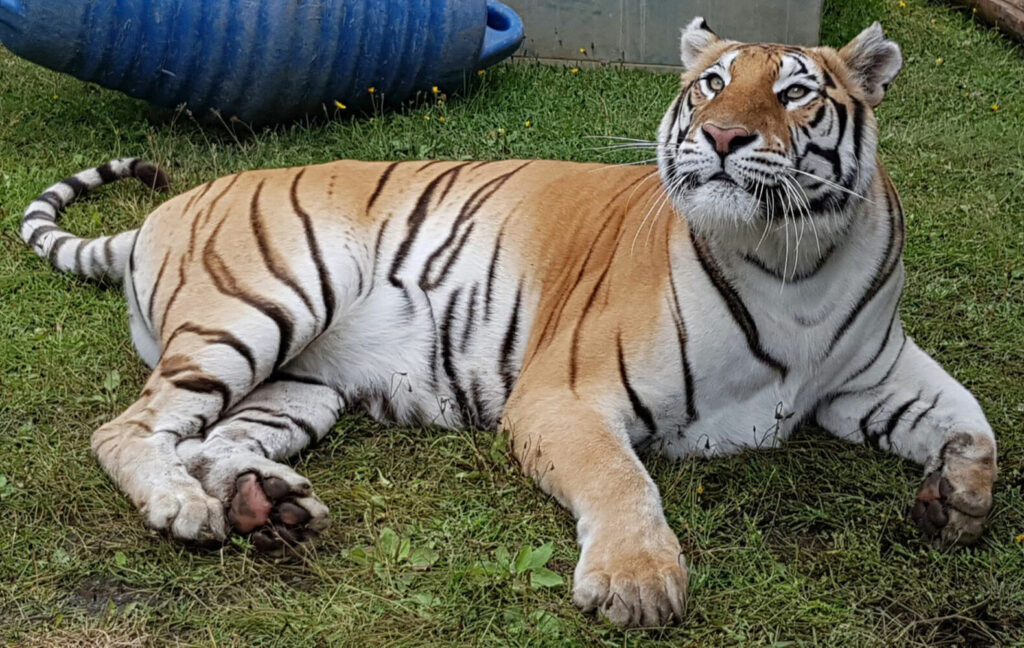 favola siamo noi zoo didattico 10 1 - La mia vita è uno zoo. E la favola continua nel parco di San Pietro a Maida - 11 favola siamo noi zoo didattico 10 1 - Meraviglie di Calabria - 10