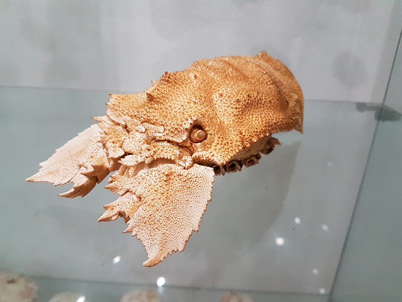 fossili - Un tuffo nel Museo del Mare di Capo Vaticano - 5 fossili - Meraviglie di Calabria - 4