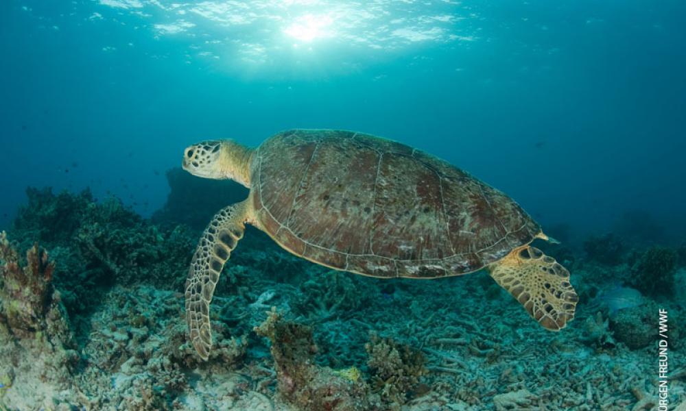 side view of turtle image - La Calabria, la regione scelta dalle tartarughe marine per nidificare. E’ successo ad Isca - 9 side view of turtle image - Meraviglie di Calabria - 8