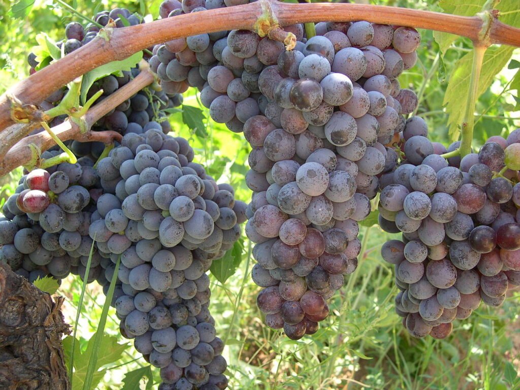 1280px Grappolo duva Gaglioppo in Calabria 1 - Tutti innamorati del Gaglioppo al Cirò Wine Festival - 6 1280px Grappolo duva Gaglioppo in Calabria 1 - Meraviglie di Calabria - 5